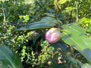 Camellia japonica Bella Romana 